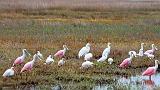 Wading Birds_29406